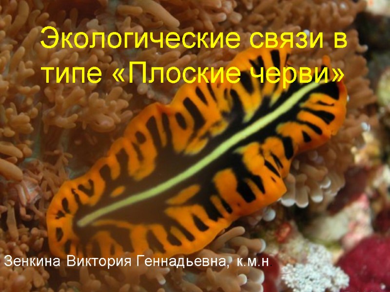 Экологические связи в типе «Плоские черви» Зенкина Виктория Геннадьевна, к.м.н.